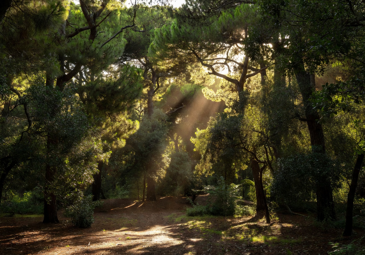 Buskett Gardens dense woodland canopy with sunlight filtering through tall Mediterranean trees near Rabat
